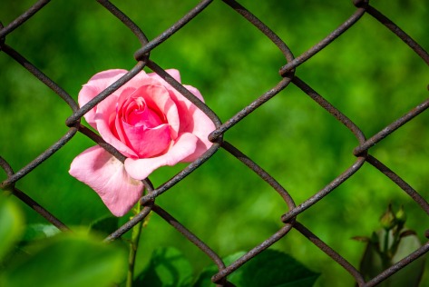rose behind a fence