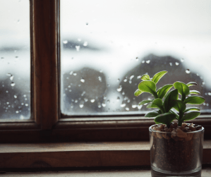 plant by window